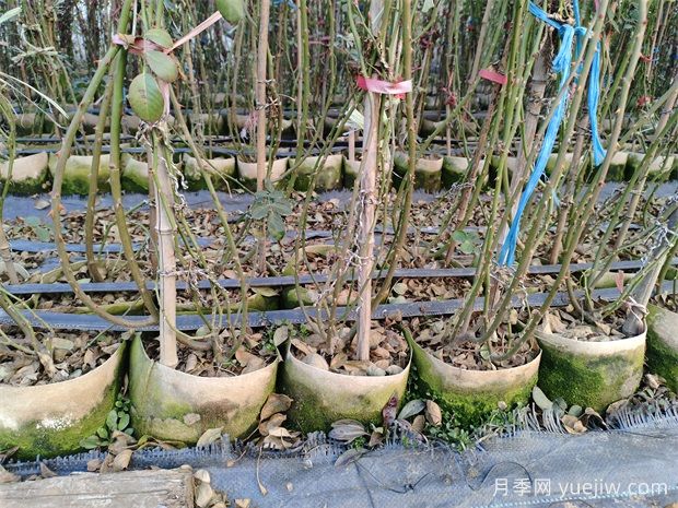 南陽基地2米高安吉拉月季批發(fā)供應(圖3)