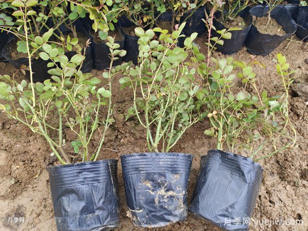 月季每平方米種多少株？不同株型1平方數(shù)量不同(圖2)