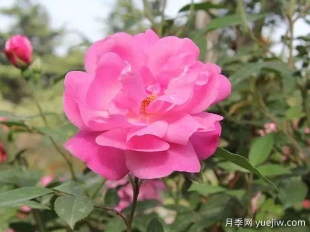 認(rèn)識古老月季百科，中國古老月季對現(xiàn)代月季的影響(圖2)
