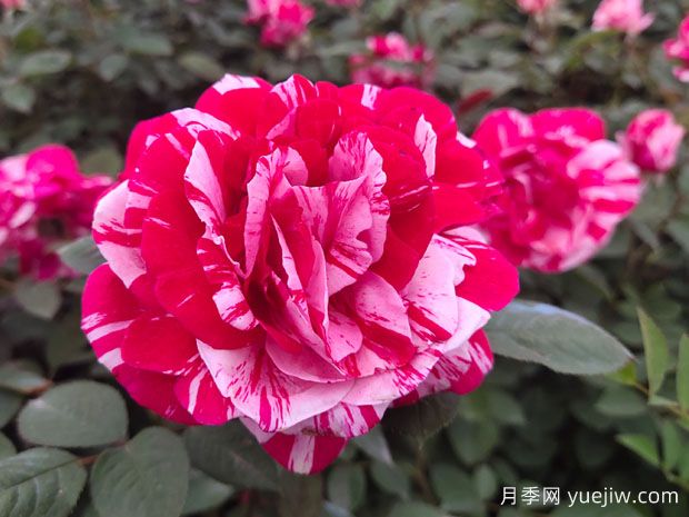 給老婆買什么玫瑰比較好？(圖1)