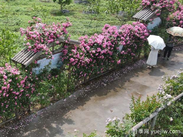 瀘州合江忠孝佛手園，月季花開美景入畫來(圖1)