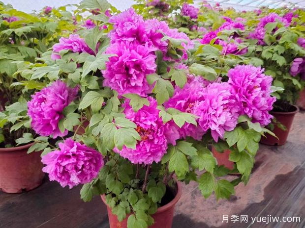 牡丹文化、品種和應(yīng)用價值(圖3)