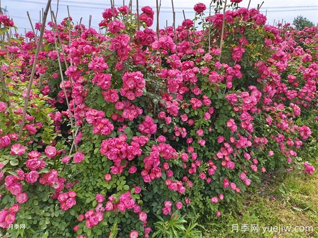 哪里有藤本月季花木賣？哪有大型爬藤月季基地？(圖3)