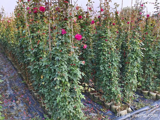 哪里有藤本月季花木賣？哪有大型爬藤月季基地？(圖2)