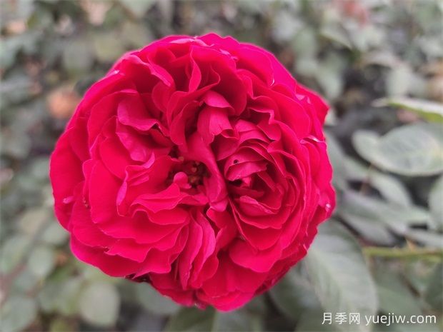 花色鮮艷香味濃郁，推薦給新人的6種月季花品種(圖1)