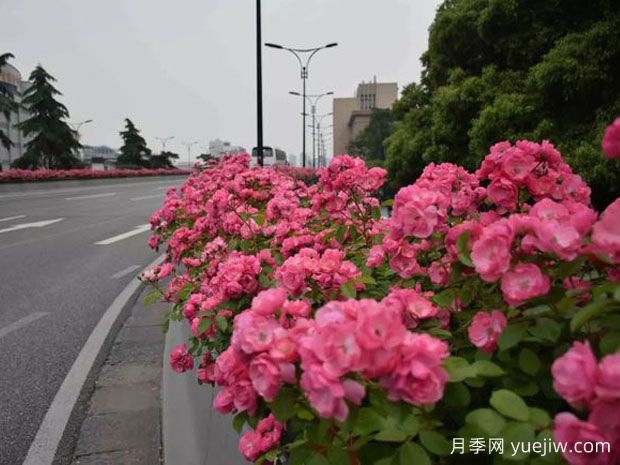 為何城市綠化帶都開(kāi)始大規(guī)模栽植月季花？(圖2)