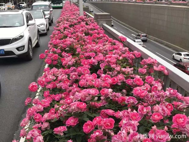 為何城市綠化帶都開(kāi)始大規(guī)模栽植月季花？(圖3)