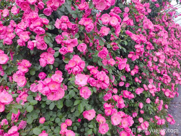25種常見爬藤植物，花開便成瀑布(圖1)
