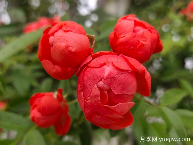 25種常見爬藤植物，花開便成瀑布(圖2)