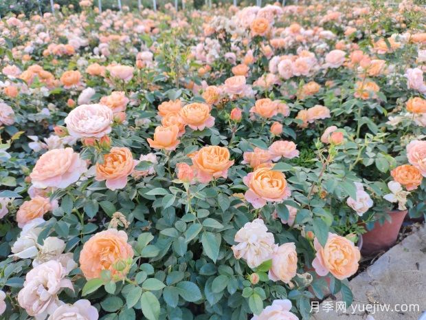 建個(gè)月季小花園，種盆栽月季，品茶賞花(圖3)
