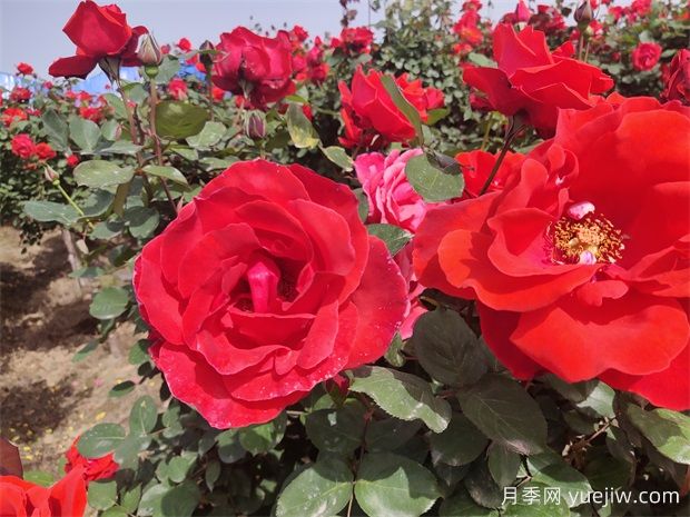 月季、玫瑰、薔薇分別是什么？如何區(qū)別？(圖1)