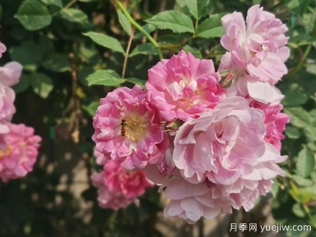 月季、玫瑰、薔薇分別是什么？如何區(qū)別？(圖2)
