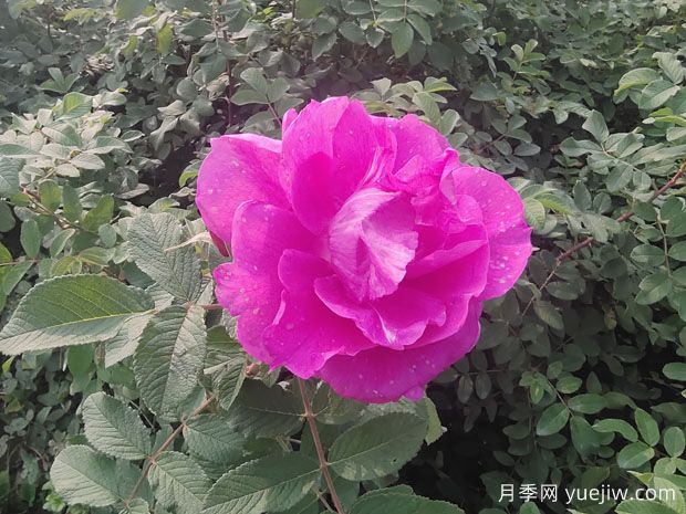 月季、玫瑰、薔薇分別是什么？如何區(qū)別？(圖3)