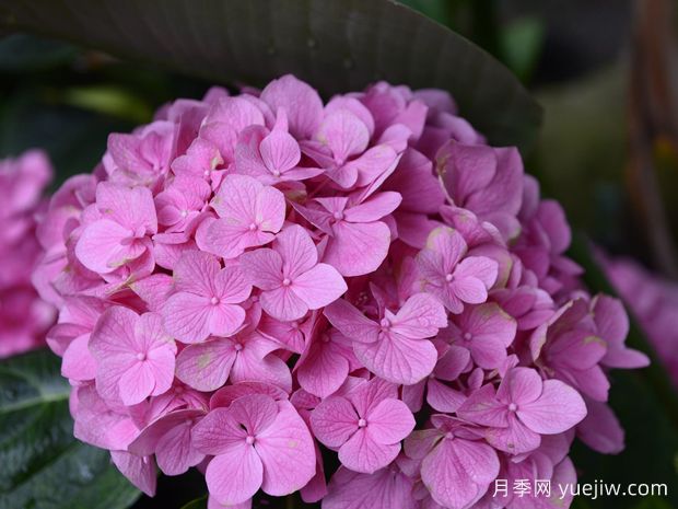 繡球花開完花后什么時(shí)候修剪？(圖1)