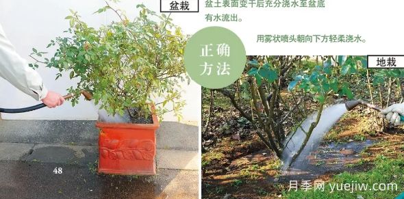 一文匯總種好月季的所有秘訣！(圖3)