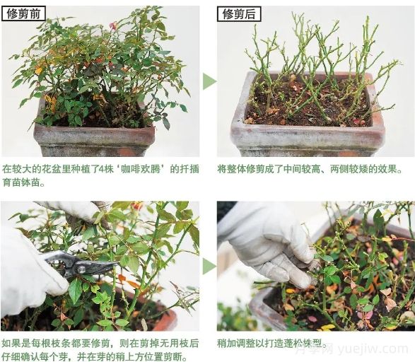 一文匯總種好月季的所有秘訣！(圖4)
