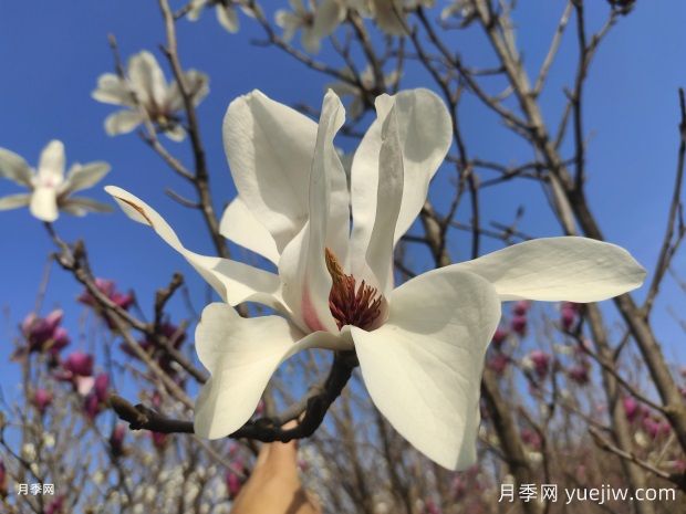 玉蘭花的品種很多，該如何區(qū)分？(圖1)