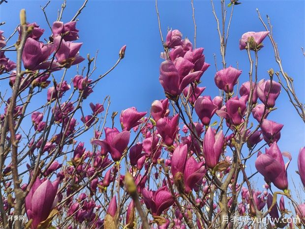 玉蘭花的品種很多，該如何區(qū)分？(圖2)