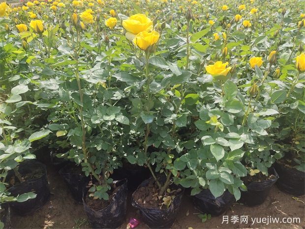 月季花苞顯色后還要施磷鉀肥嗎？(圖2)