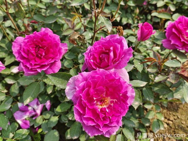 養(yǎng)月季花，離不開松樹皮，泥炭配松樹皮，固根性非常好(圖1)