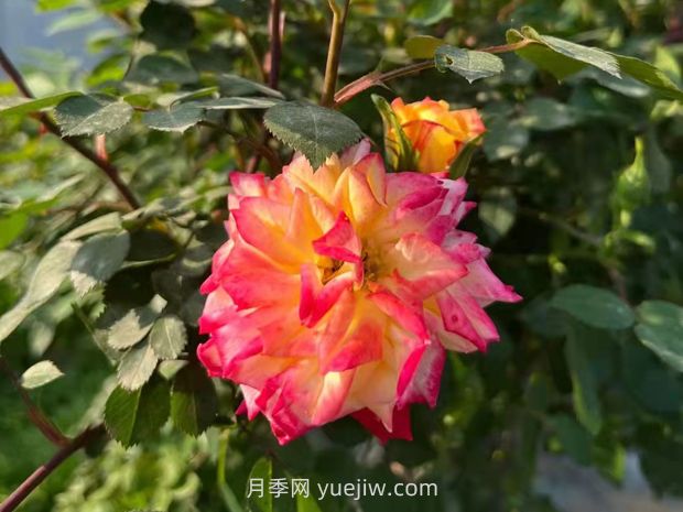 一個(gè)品種能開3種以上的顏色，變色龍?zhí)俨屎缭录?圖2)