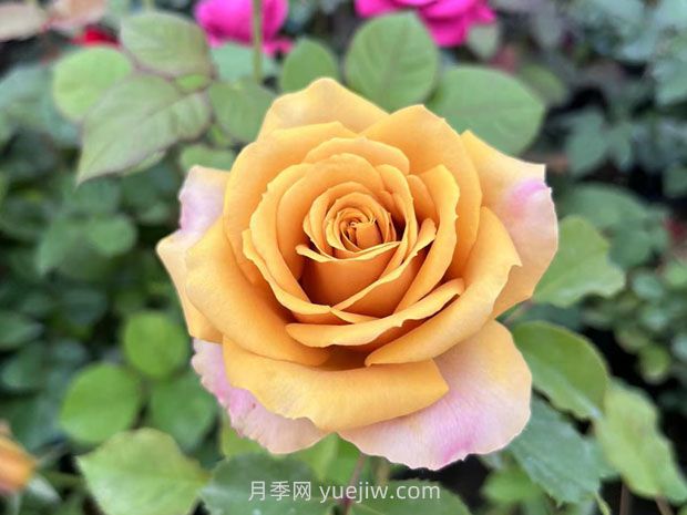 10種復(fù)古色月季，氣質(zhì)炸裂！花友值得入手！(圖6)