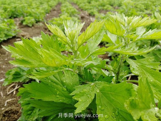 加快南陽艾產(chǎn)業(yè)標(biāo)準(zhǔn)化規(guī)范化發(fā)展，訪艾葉攻關(guān)組組長(圖1)