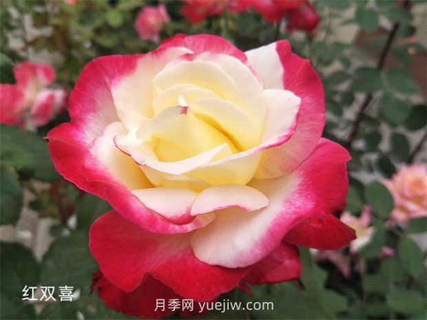 世界月季榮譽(yù)殿堂，18個(gè)月季名人堂品種大全(圖2)