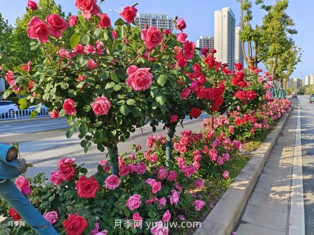樹(shù)狀月季葉片發(fā)黃怎么辦？原因和應(yīng)對(duì)措施(圖1)