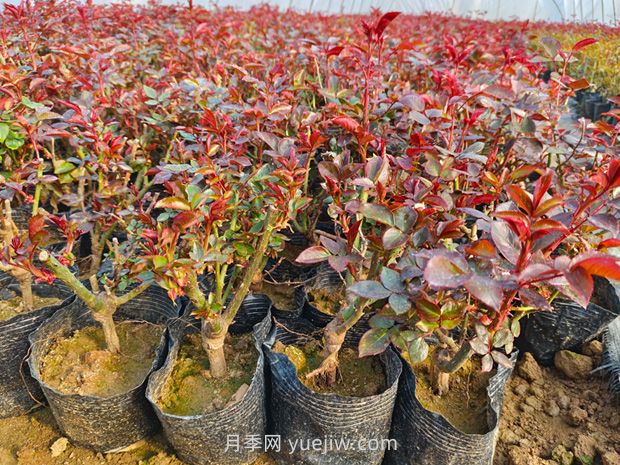 新買的月季苗怎么移栽？(圖1)