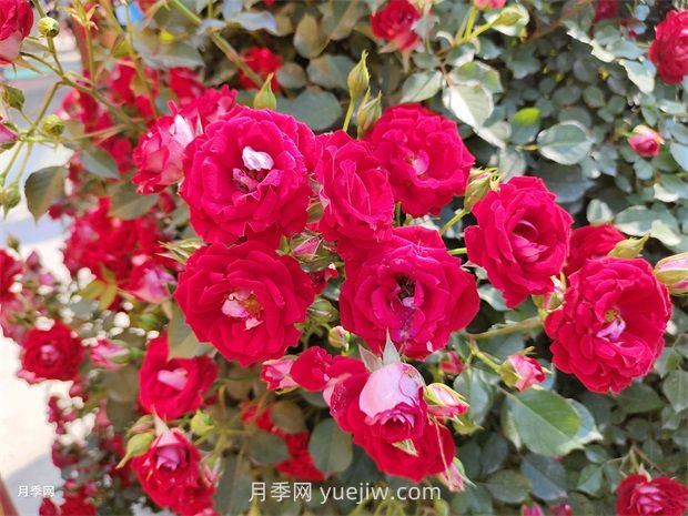 如何解決月季開花不旺？(圖1)