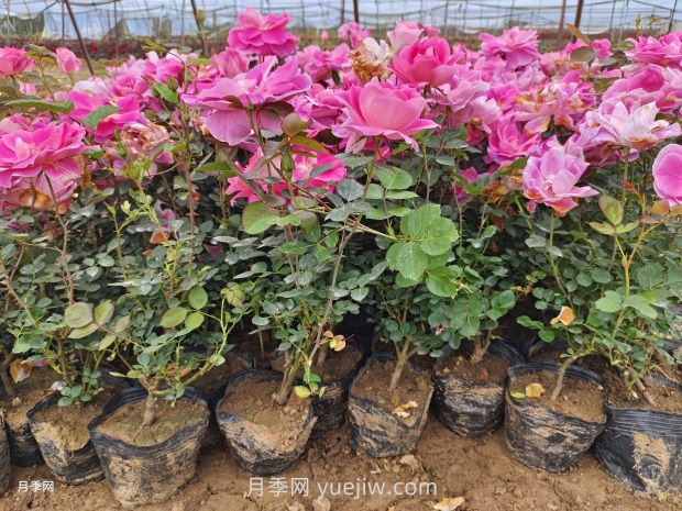 月季花怎么種？(圖1)