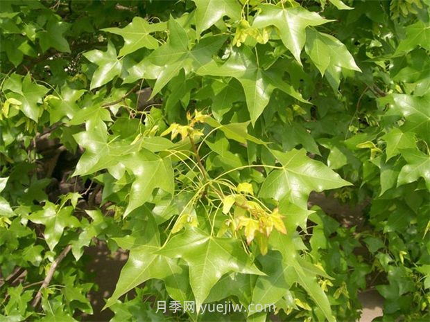 元寶楓需要什么樣的生長環(huán)境？(圖1)