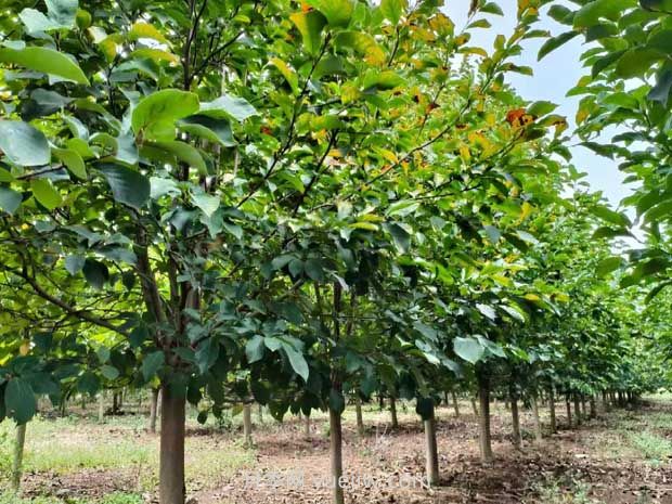 果樹(shù)苗種植與養(yǎng)護(hù)(圖1)