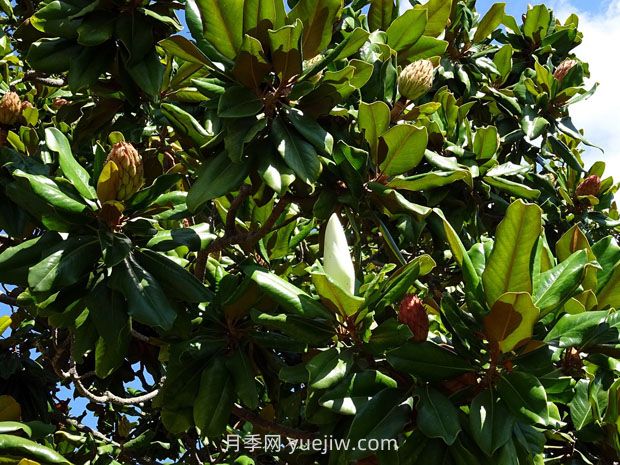 廣玉蘭樹苗種植方法，怎么澆水和養(yǎng)護技巧(圖2)