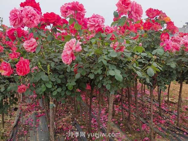 3公分獨桿月季價格多少錢？南陽基地批發(fā)供應(yīng)報價(圖1)
