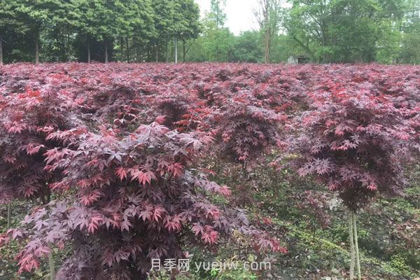 雞爪槭和紅楓的區(qū)別，四大不同之處(圖2)