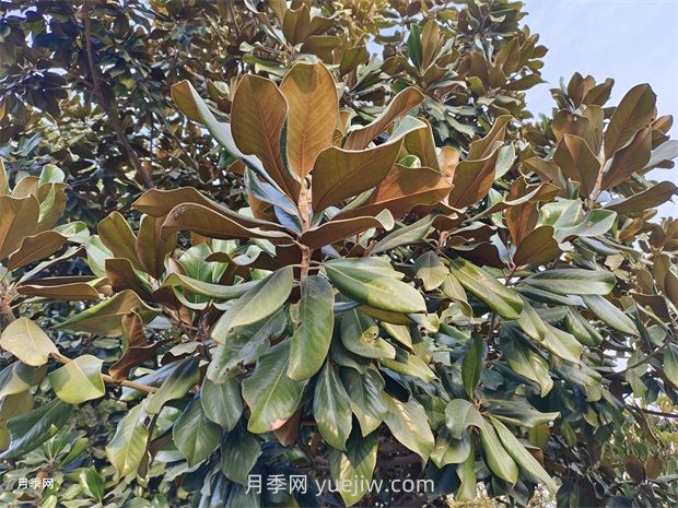 廣玉蘭是常綠樹(shù)還是落葉樹(shù)？(圖1)