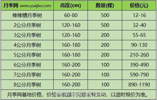 3公分月季樹多少錢？2025年樹狀月季新價(jià)格(圖1)