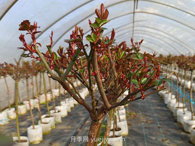 什么季節(jié)適合修剪月季花的枝條？(圖1)
