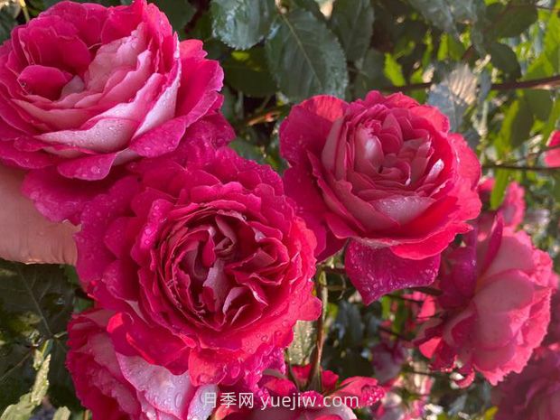馬薩德醫(yī)生月季的優(yōu)缺點是什么？(圖1)