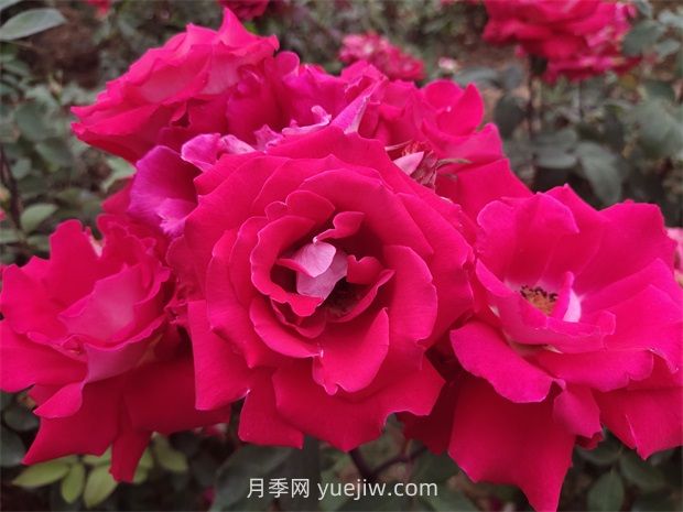 愛(ài)月季的優(yōu)缺點(diǎn)是什么？(圖1)