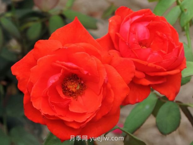 香云月季的優(yōu)缺點(diǎn)是什么？(圖1)