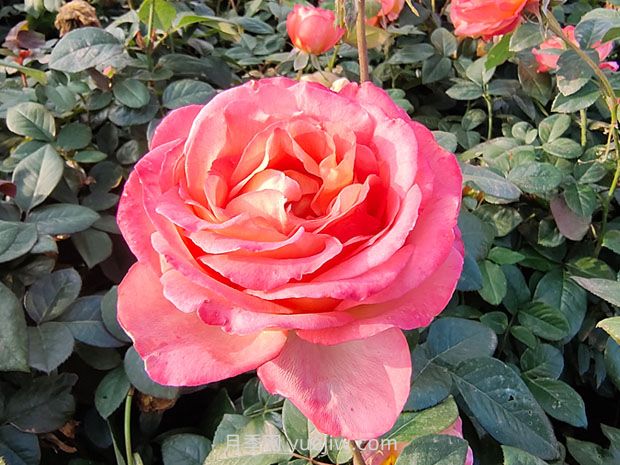 彩云月季花的優(yōu)缺點(diǎn)是什么？(圖1)