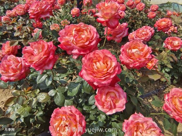 彩云月季花的優(yōu)缺點(diǎn)是什么？(圖2)