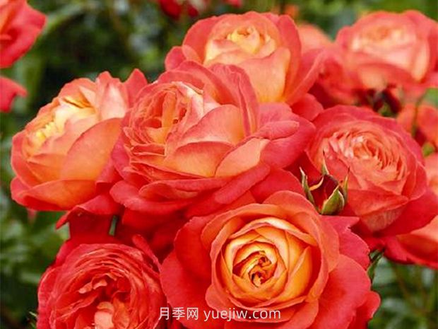 橙色浪漫月季的優(yōu)缺點是什么？(圖1)
