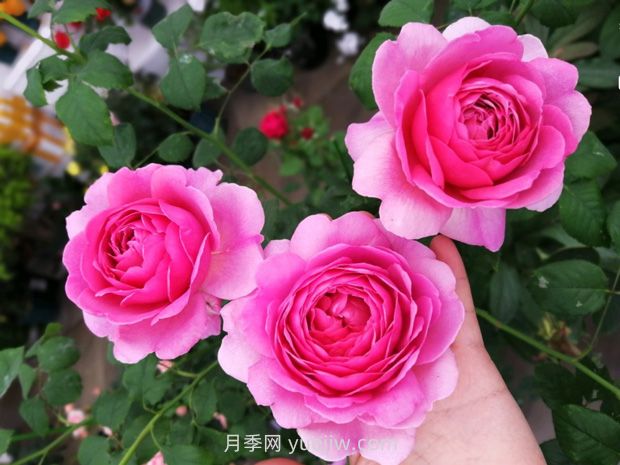 肯特公主月季的優(yōu)缺點(diǎn)是什么？(圖1)