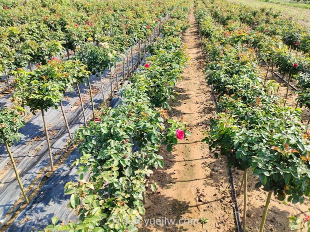 夏天月季施肥注意這3點，否則很容易黑桿(圖2)