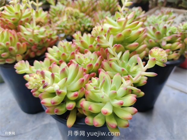 多肉植物怎么養(yǎng)護(hù)？教你多肉植物的種植方法(圖1)