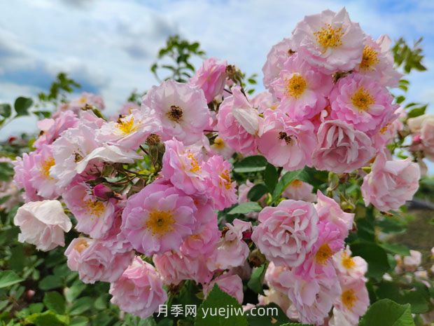 月季的文化世界，園林綠化的多彩花海(圖3)